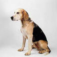 挪威獵犬 挪威獵犬
