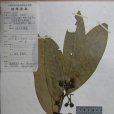 香花木姜子 香花木姜子