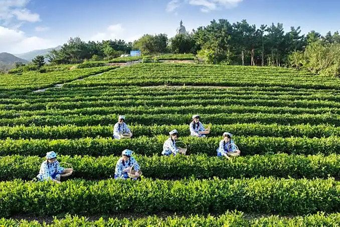 富順茶葉 富順茶葉