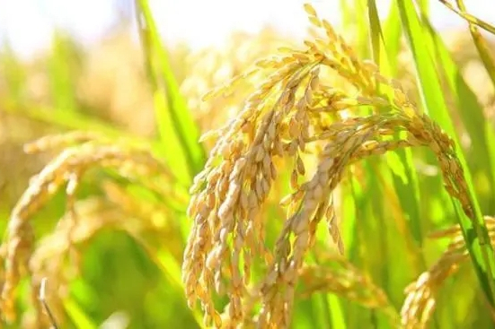 通科59 通科59