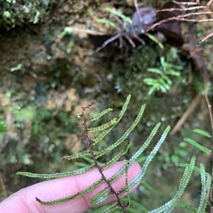 Gleichenia peltophora