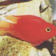 發財魚