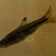 黑背波魚 黑背波魚