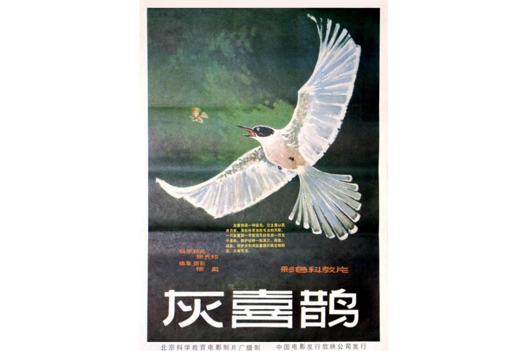 灰喜鵲(1983年徐真編導紀錄片) 灰喜鵲(1983年徐真編導紀錄片)