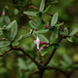 瑞香(瑞香科瑞香屬植物)