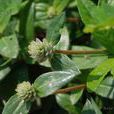 白花莧(白花莧) 白花莧(白花莧)
