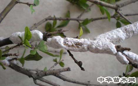 白蠟蚧雄幼蟲