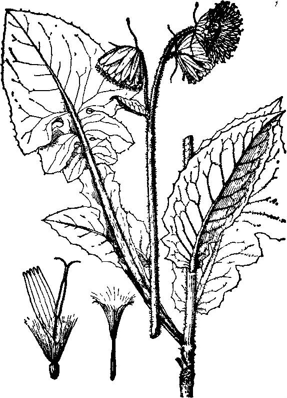 不丹厚喙菊