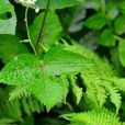 短果茴芹 短果茴芹