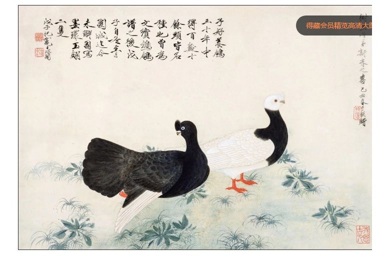 雙鴿 雙鴿