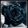 黑色玫瑰(薔薇科植物)