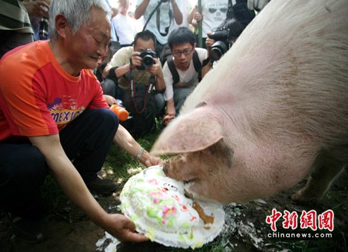 豬堅強的生日party