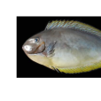 六棘鼻魚 六棘鼻魚