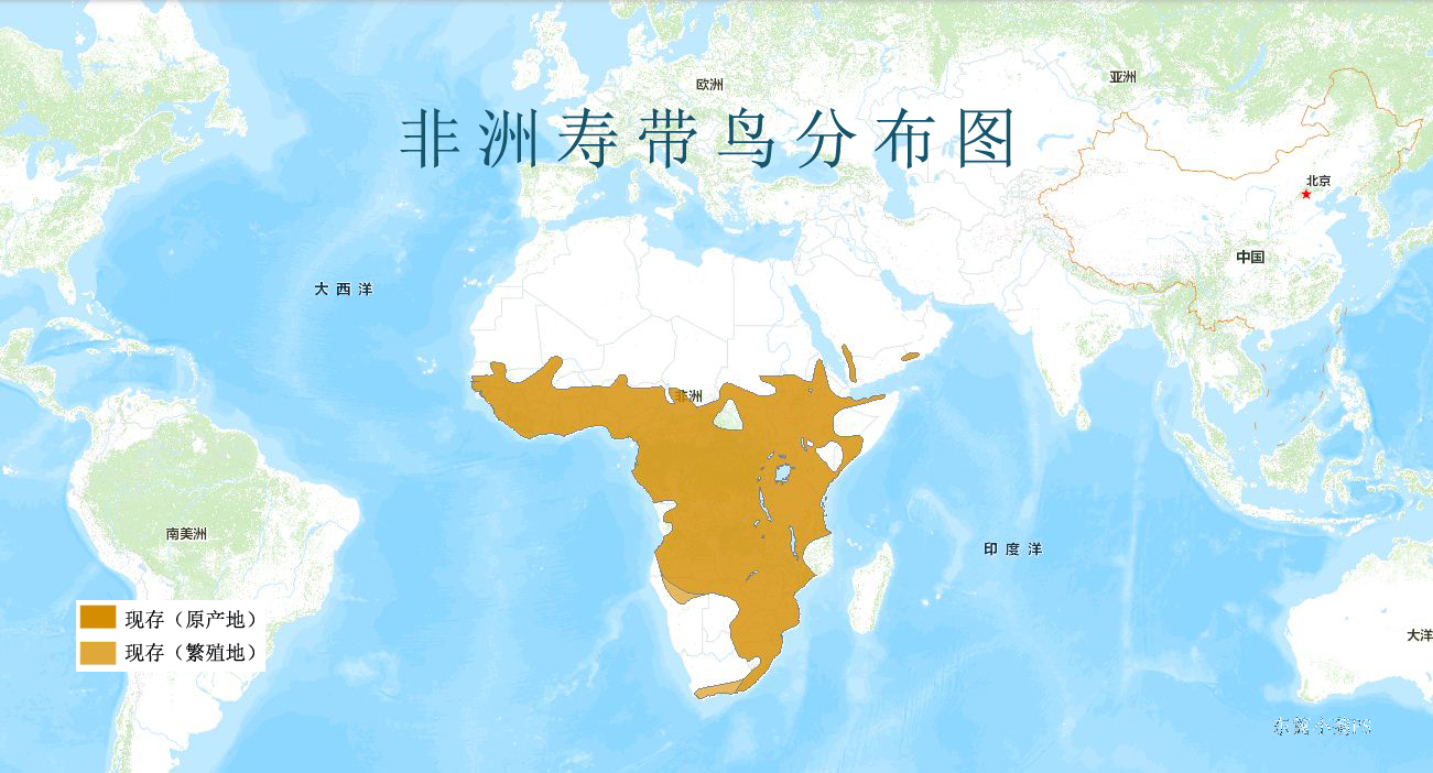 非洲壽帶鳥分布圖