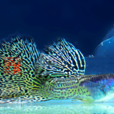 金屬孔雀魚 金屬孔雀魚