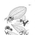 束絲菝葜 束絲菝葜
