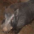 Boar Boar