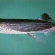 紫斑鰭飛魚 紫斑鰭飛魚