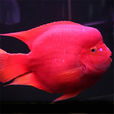 財神魚 財神魚