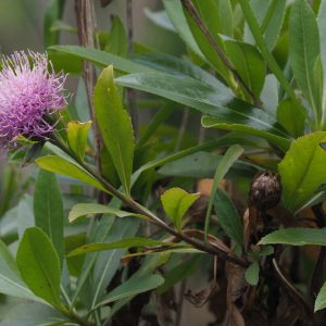 Cheirolophus arbutifolius