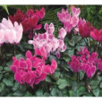 仙客來垂頭菊 仙客來垂頭菊