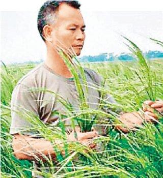 海水稻發現者陳日勝