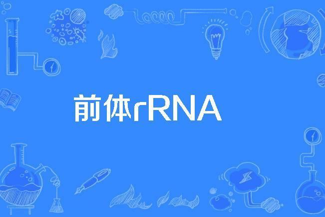 前體rRNA 前體rRNA