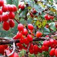 山茱萸科 山茱萸科