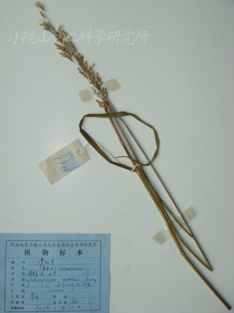 大油芒屬 大油芒屬