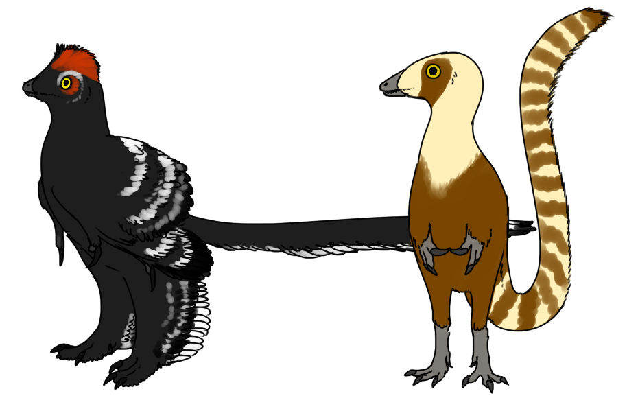 近鳥龍與不屬於傷齒龍科的中華龍鳥