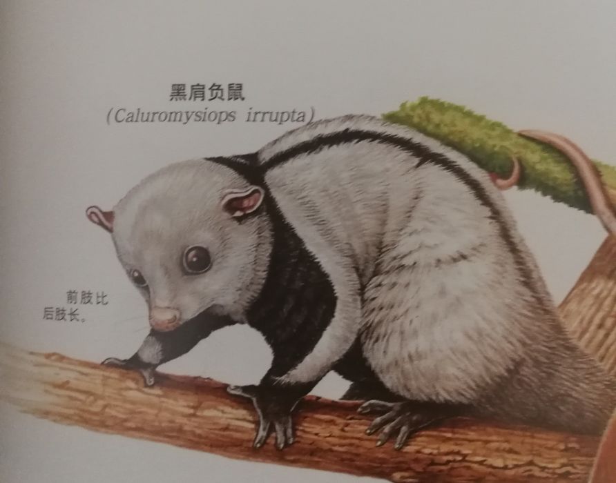 黑肩負鼠 黑肩負鼠