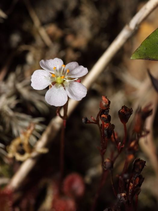 長柱茅膏菜 長柱茅膏菜