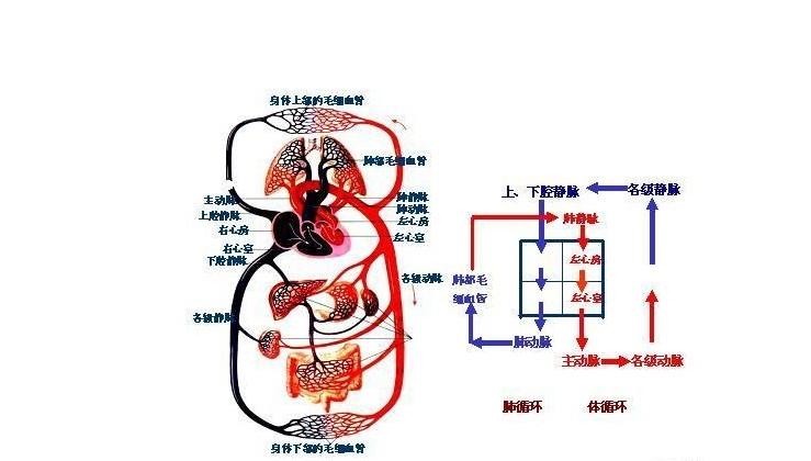 血液循環系統