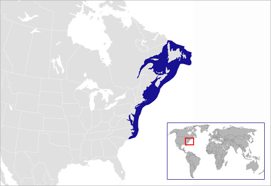 美洲螯龍蝦分布圖