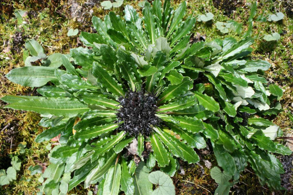 怒江風毛菊 怒江風毛菊