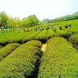 虞山綠茶 虞山綠茶