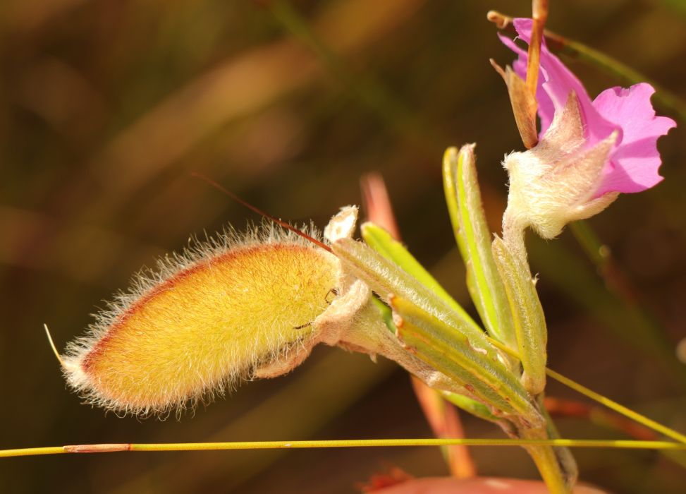 Podalyria oleifolia