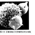吞噬作用