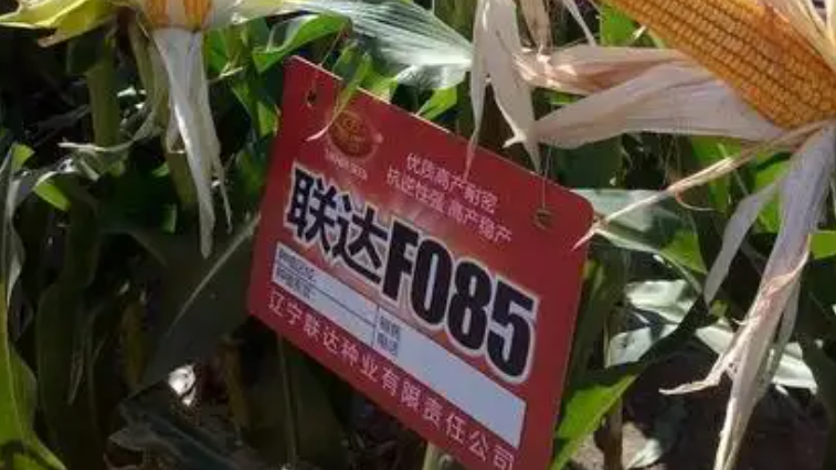 聯達F085
