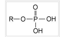 在酸性溶液下磷酸官能團的結構式。