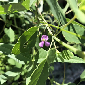 尖葉菜豆