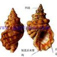 地中海蛙螺