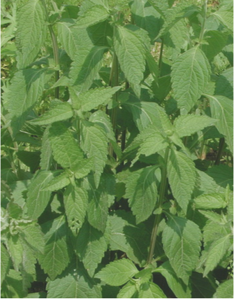 香茶菜根 香茶菜根