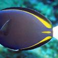 白面刺尾魚(五彩吊魚) 白面刺尾魚(五彩吊魚)