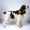 英國史賓格犬(史賓格犬（英國史賓格犬）)