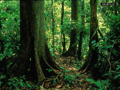 天然林資源保護工程
