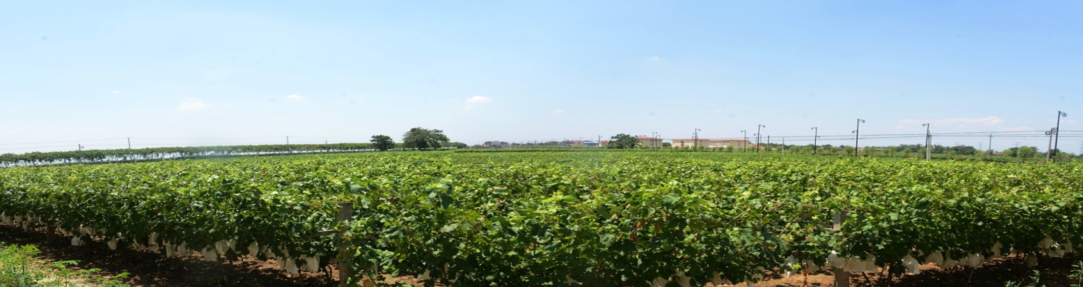 渭北葡萄產業園
