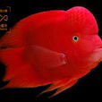 紅元寶鸚鵡魚