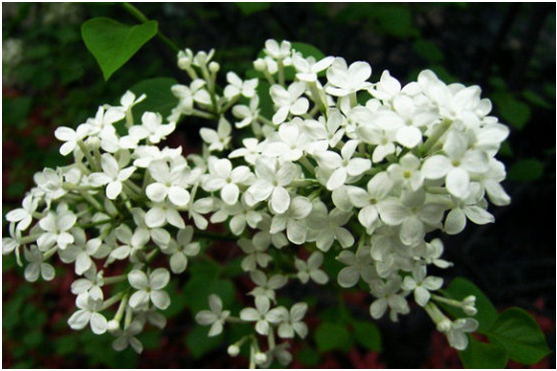 白花丁香 白花丁香