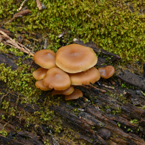 木生庫恩菇